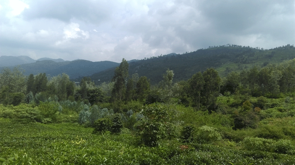 10 Agricultural, land for sale in Kotagiri